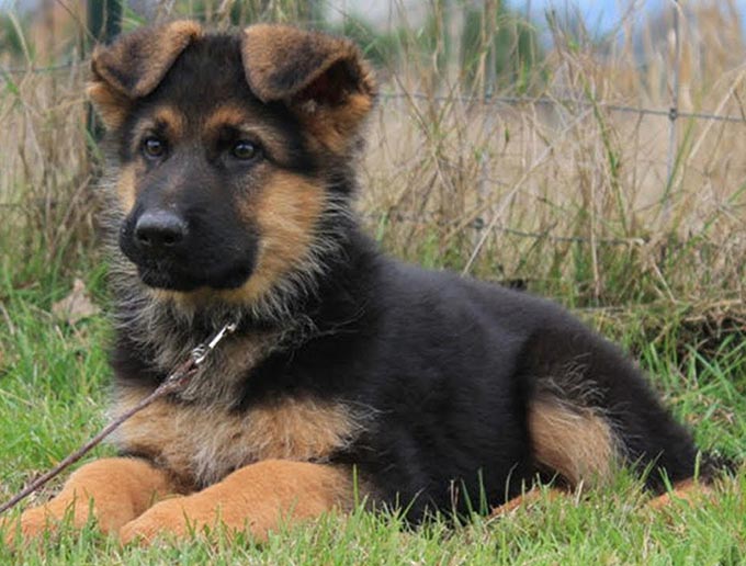 Dog Laying in Grass