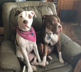Two Pit Bulls sitting on Recliner