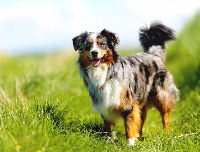 Dog in Grass